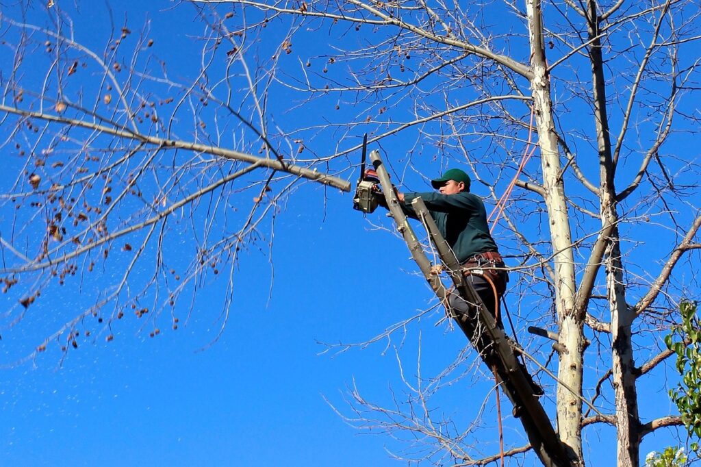 tree, woodcutter, chainsaw, pruning, trimming, nature, felling, worker, landscaping, trees service in Conroe Texas and Montgomery County